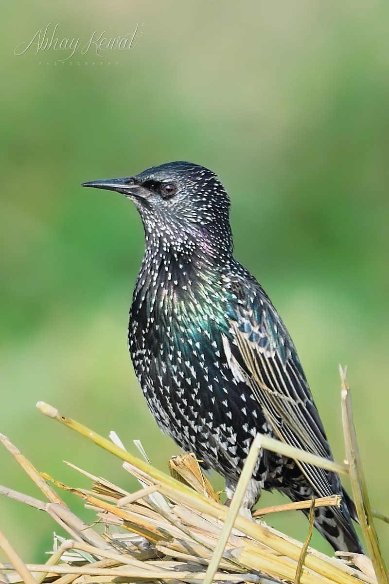 European Starling - ML645382084