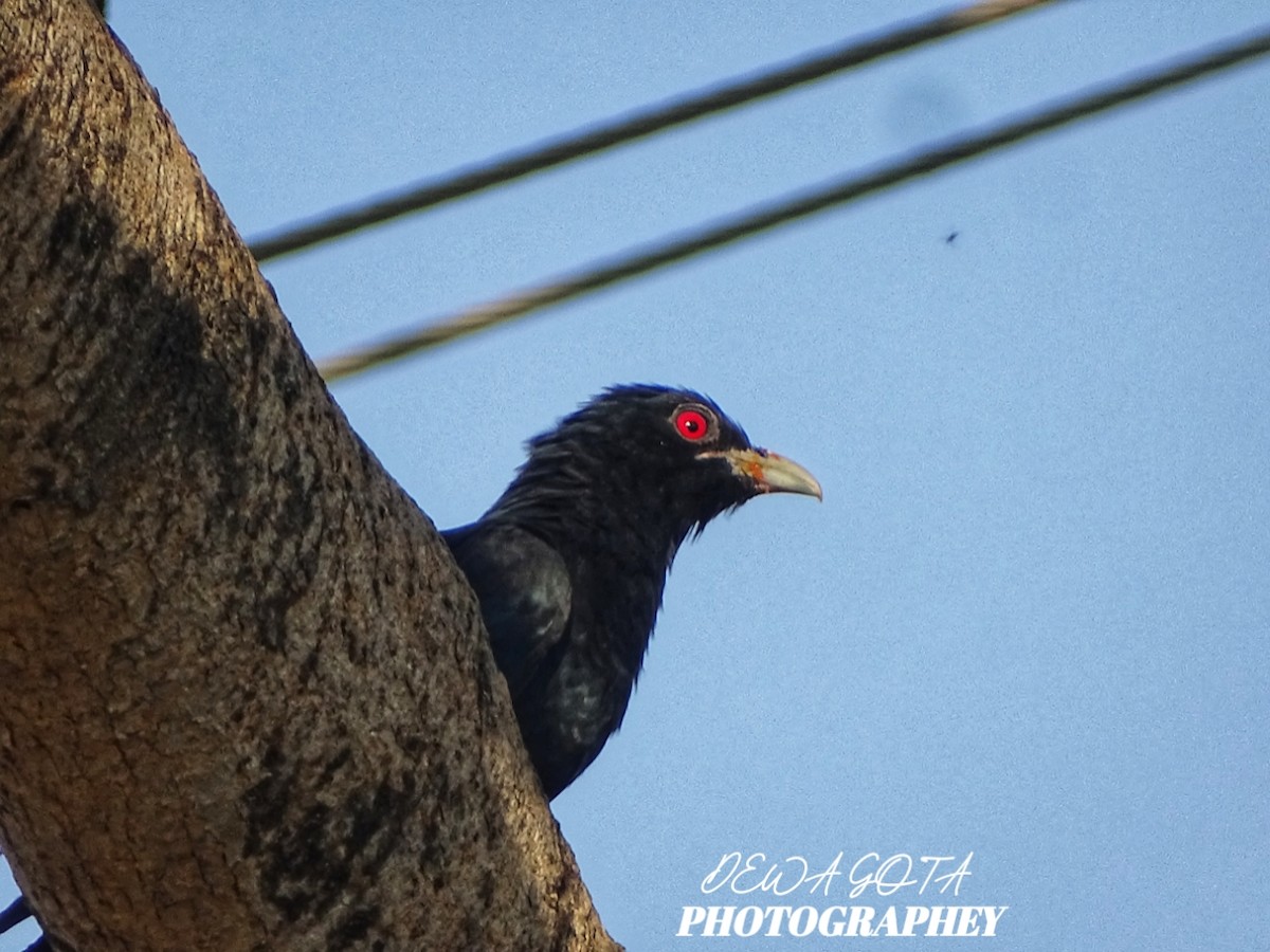 Asian Koel - ML645382092