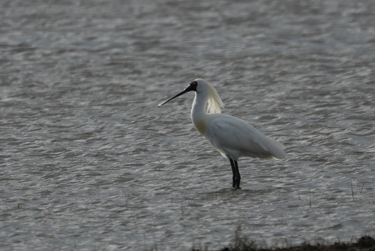 Королевская колпица - ML645382093