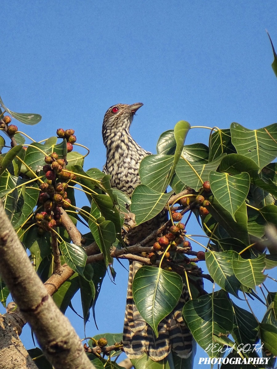 Коэль - ML645382095