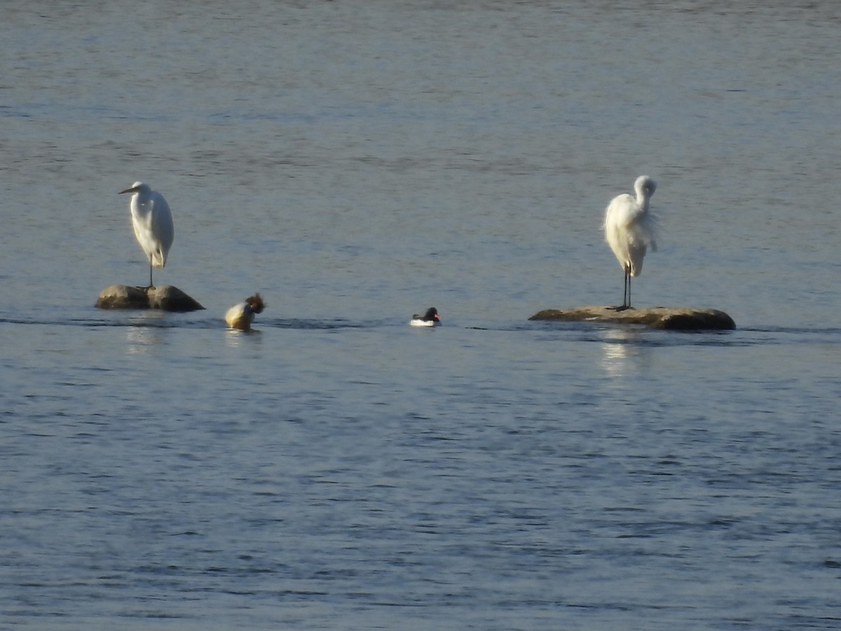 Чешуйчатый крохаль - ML645382106