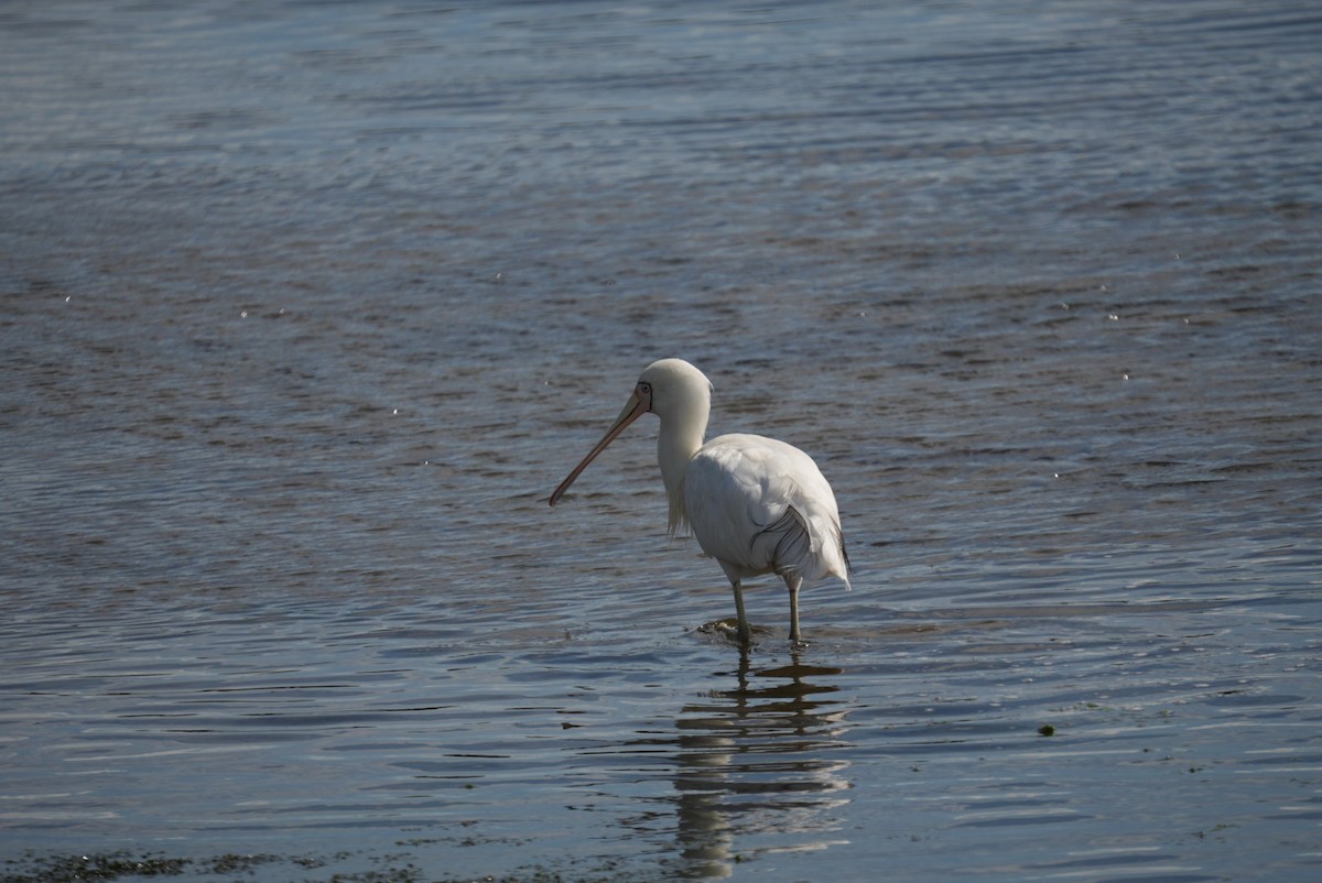 Желтоклювая колпица - ML645382112