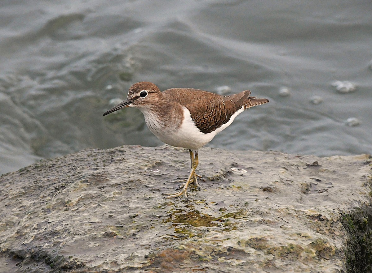 Перевозчик - ML645382126