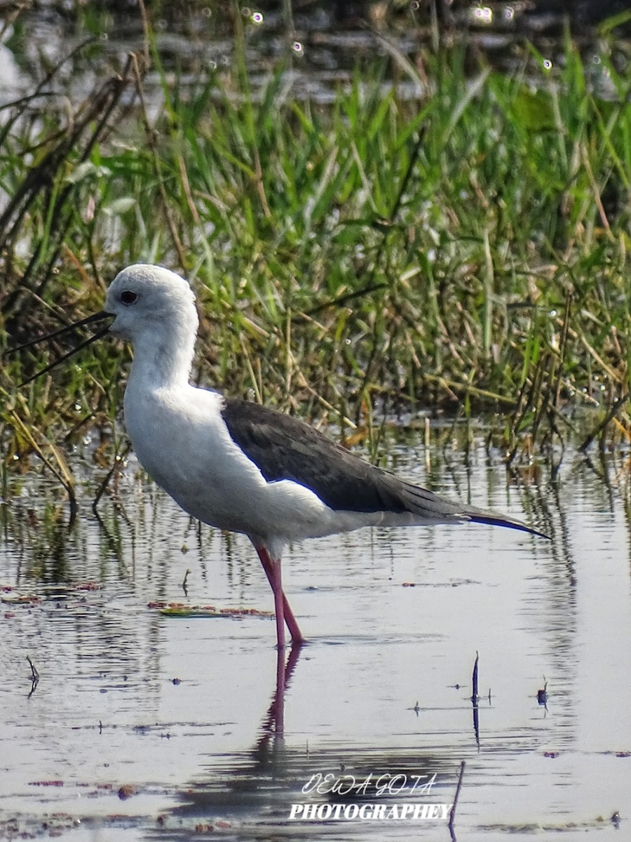 Ходулочник - ML645382128