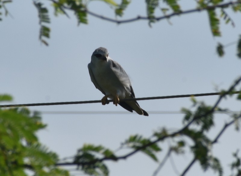 Дымчатый коршун - ML645382129