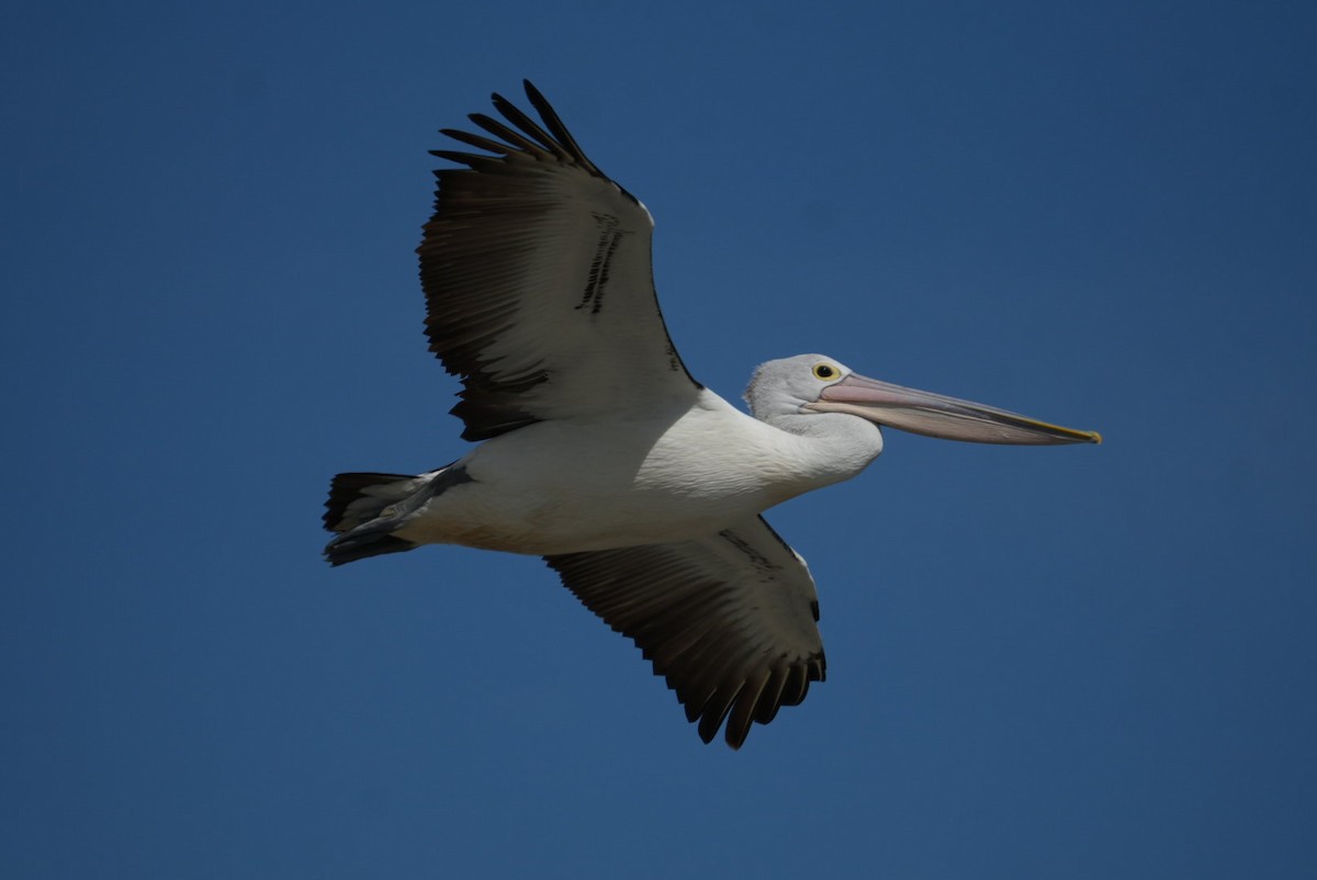 Австралийский пеликан - ML645382130