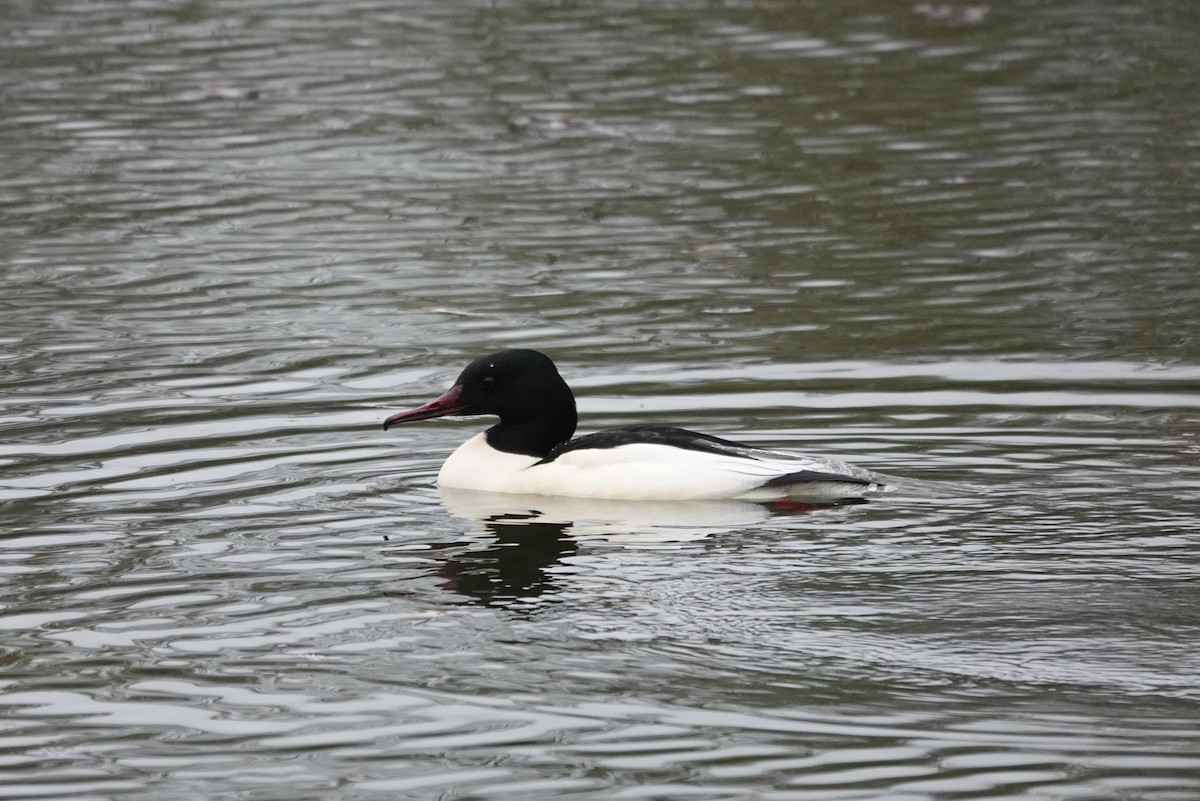 Большой крохаль - ML645382131