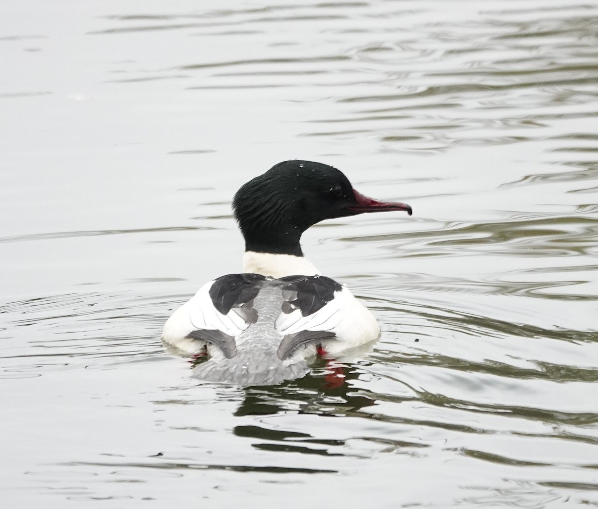 Большой крохаль - ML645382133