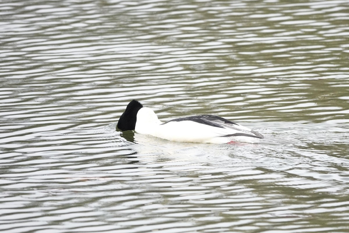 Большой крохаль - ML645382134