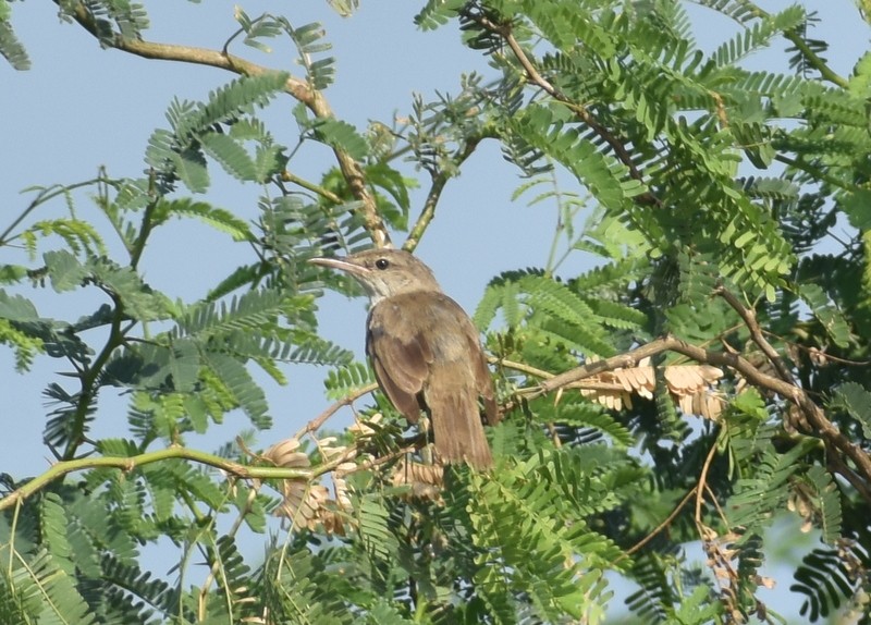 Южная дроздовидная камышевка - ML645382135