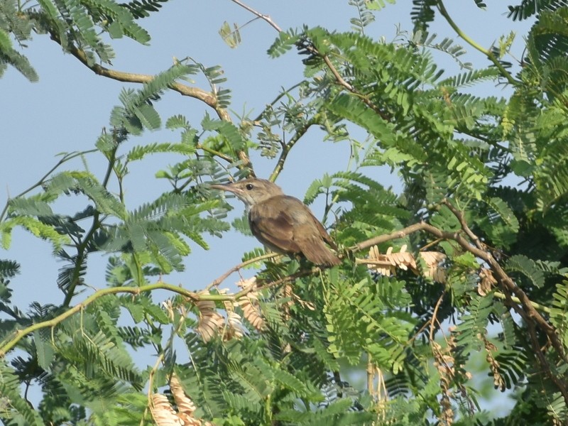 Южная дроздовидная камышевка - ML645382136