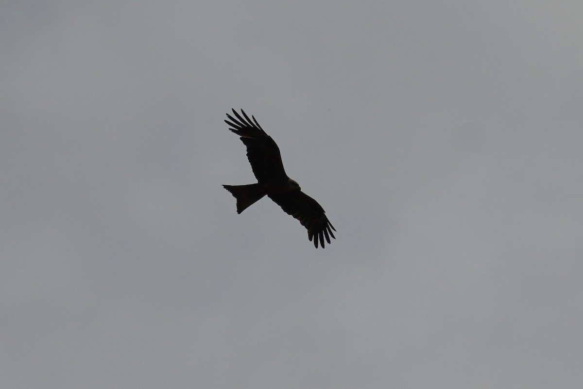 Чёрный коршун - ML645382139