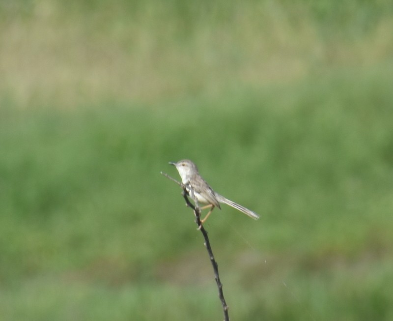 Буроголовая приния - ML645382140