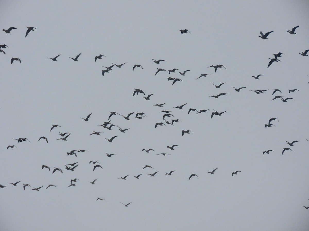 Серый гусь - ML645382141