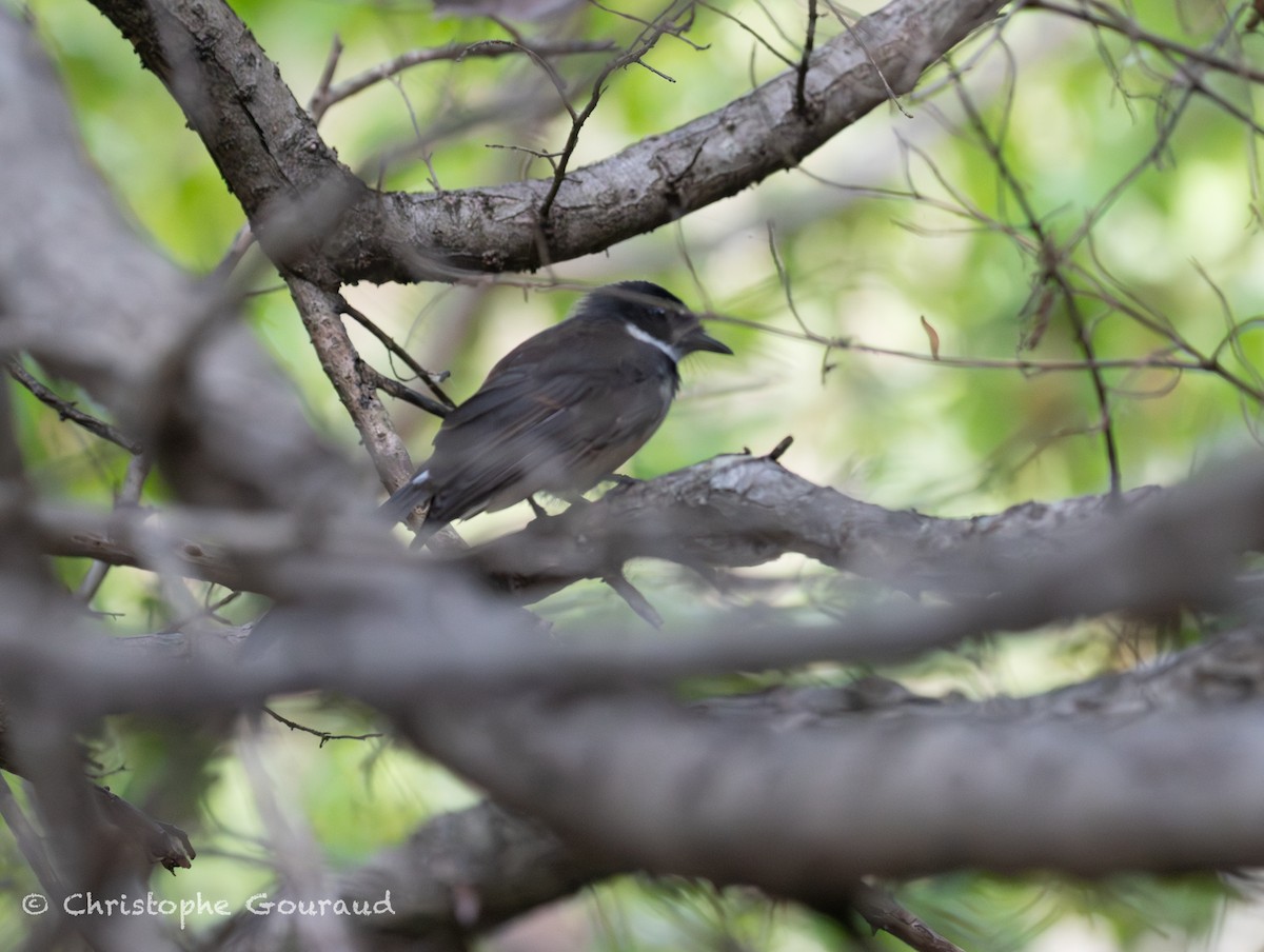 Ошейниковая веерохвостка - ML645382142