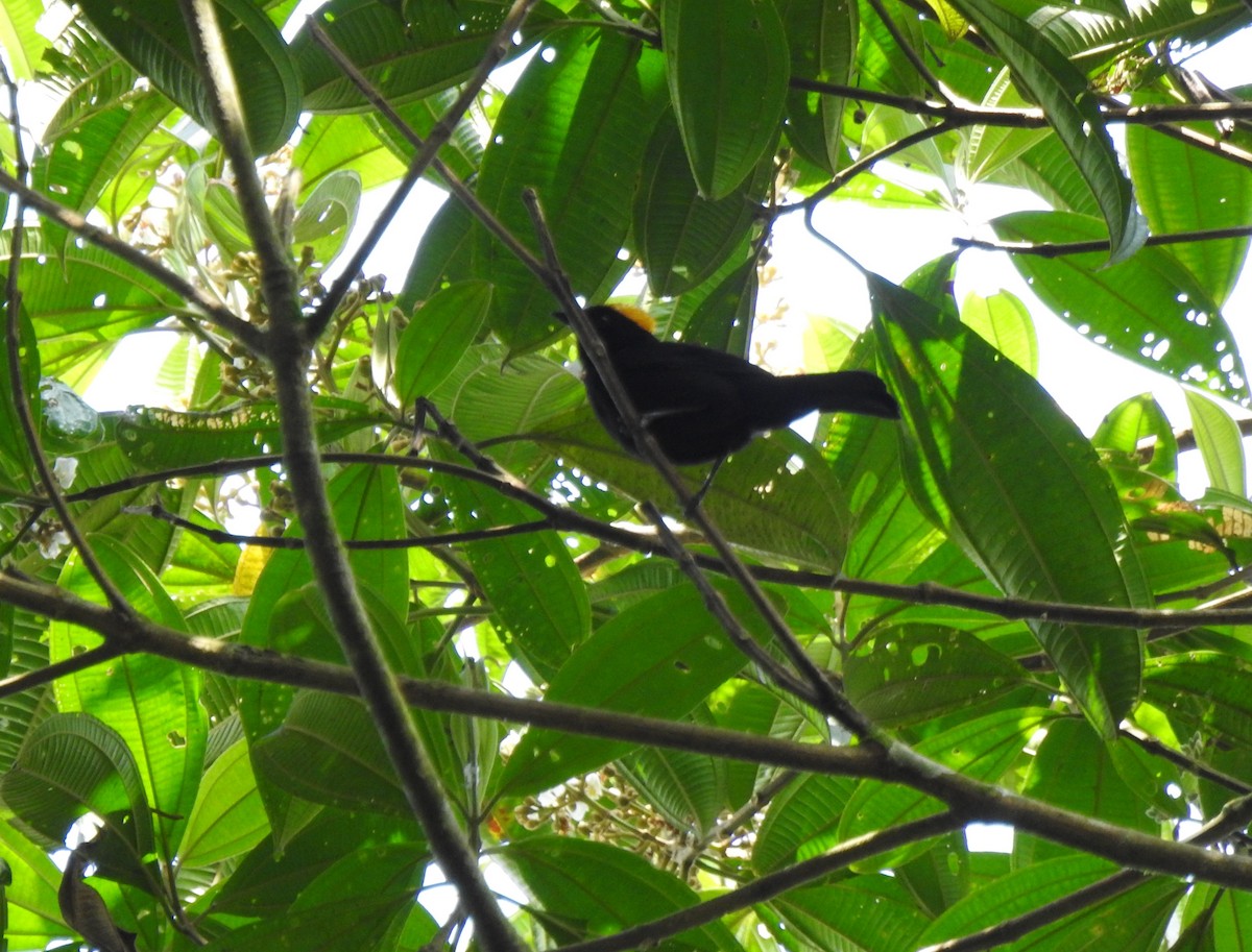 Златохохлая танагра - ML645382143