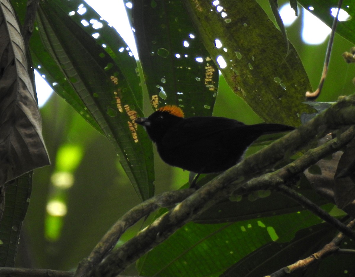 Златохохлая танагра - ML645382144