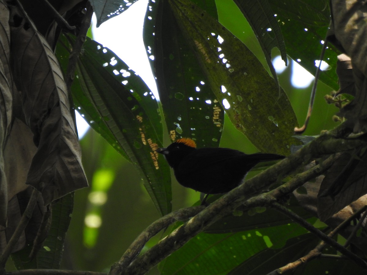 Златохохлая танагра - ML645382147