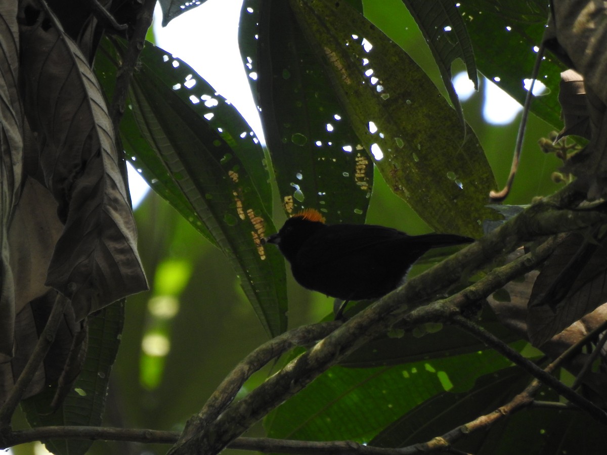 Златохохлая танагра - ML645382149