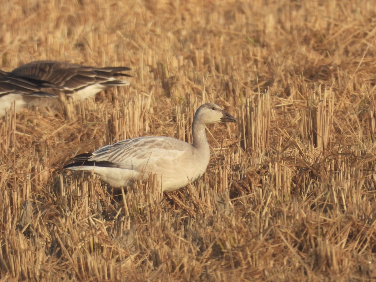 Белый гусь - ML645382150