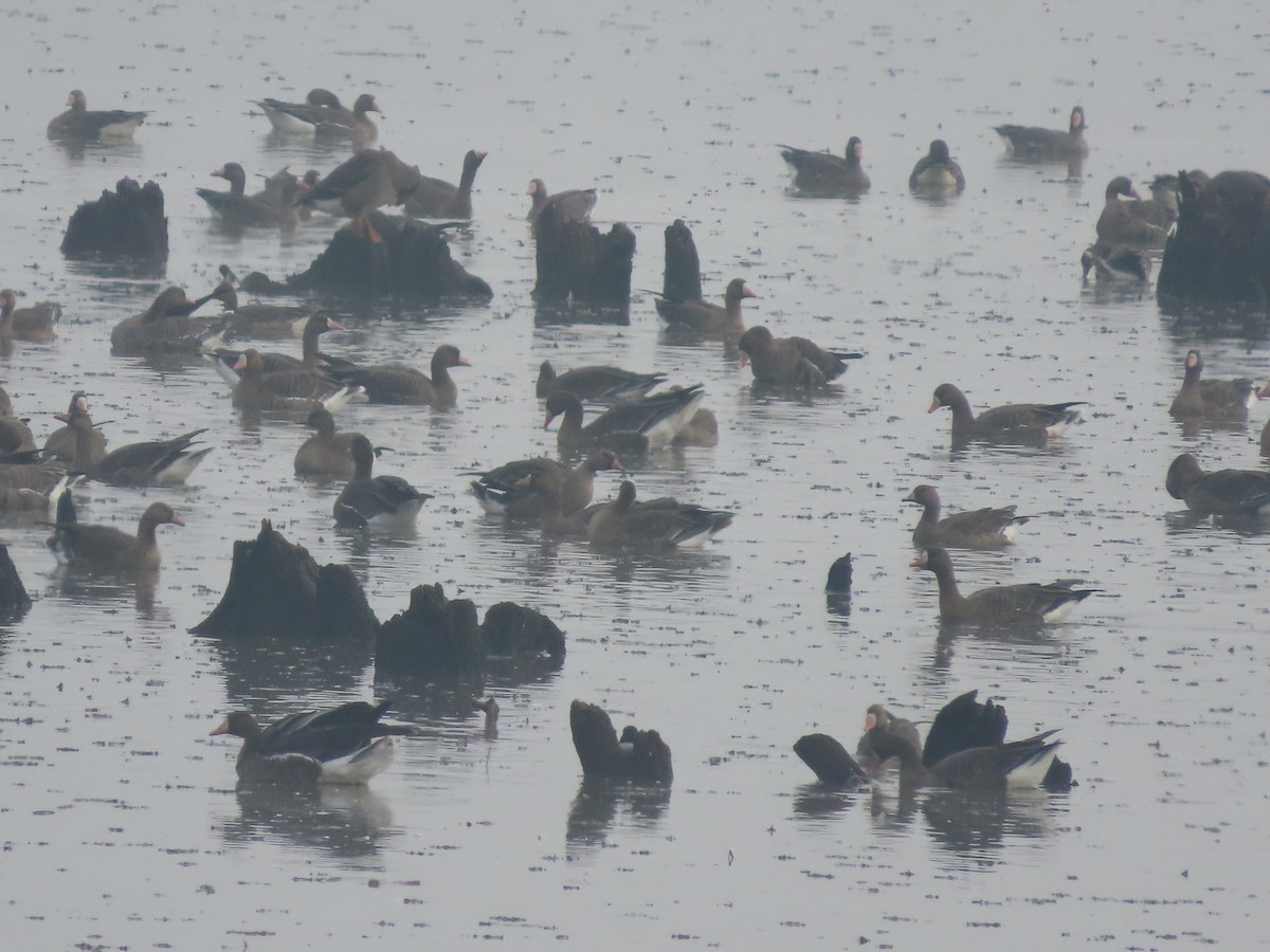 Greater White-fronted Goose - ML645382160