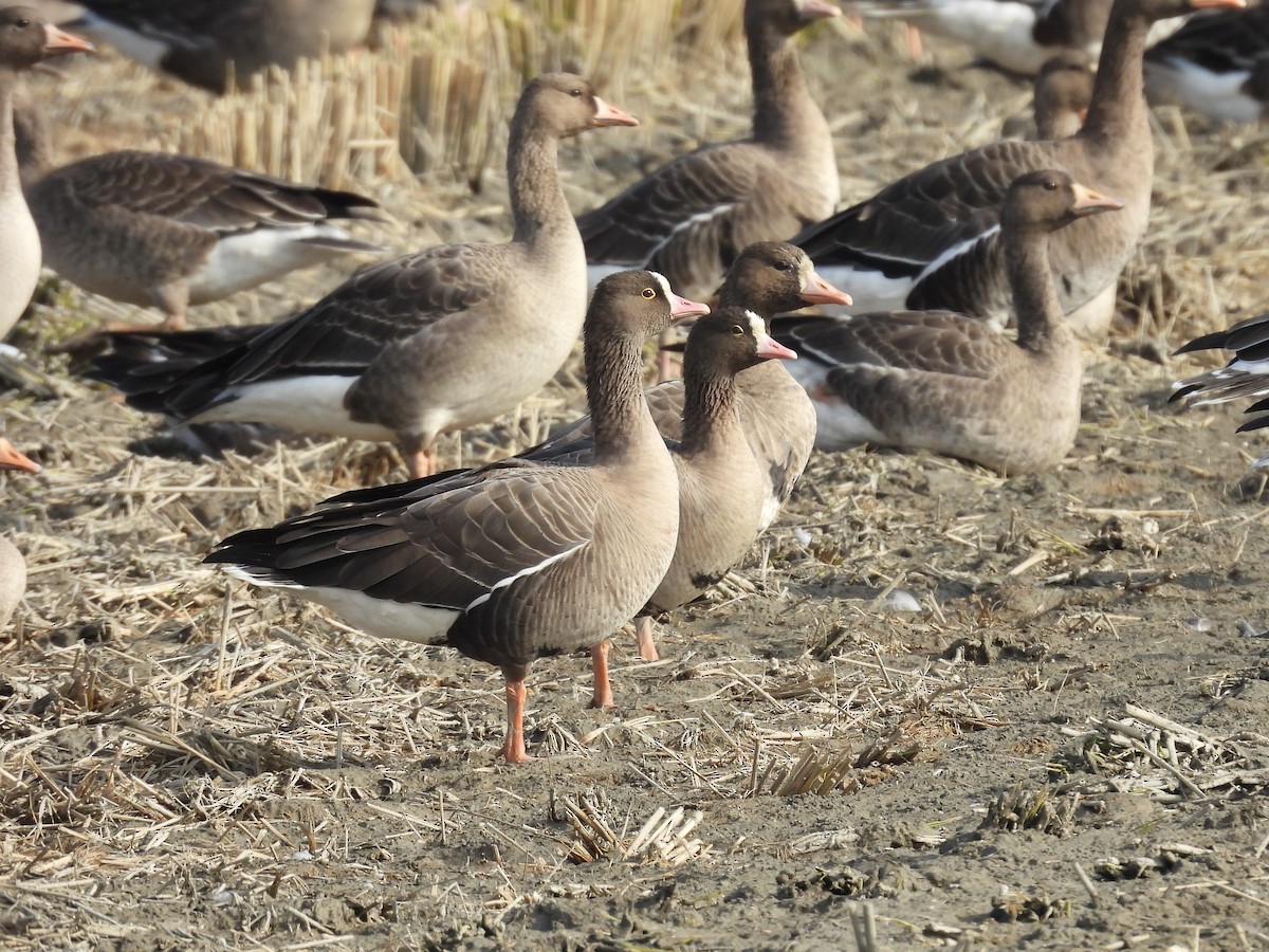 אווז קטן - ML645382163