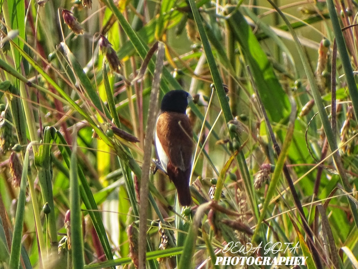 Tricolored Munia - ML645382170