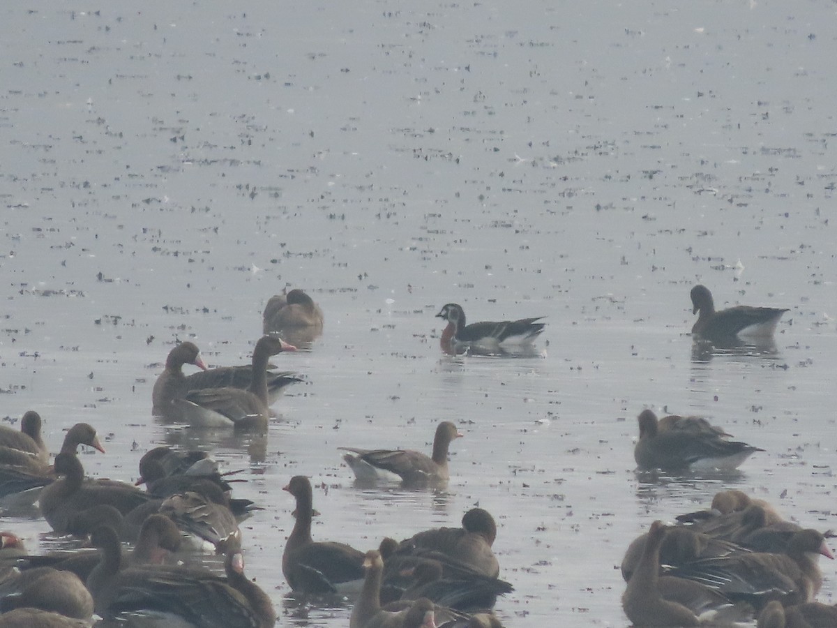 Red-breasted Goose - ML645382171