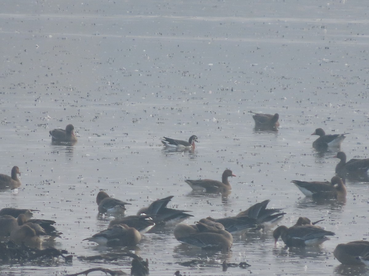 Red-breasted Goose - ML645382175