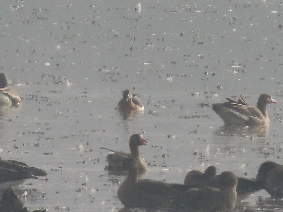 Red-breasted Goose - ML645382177