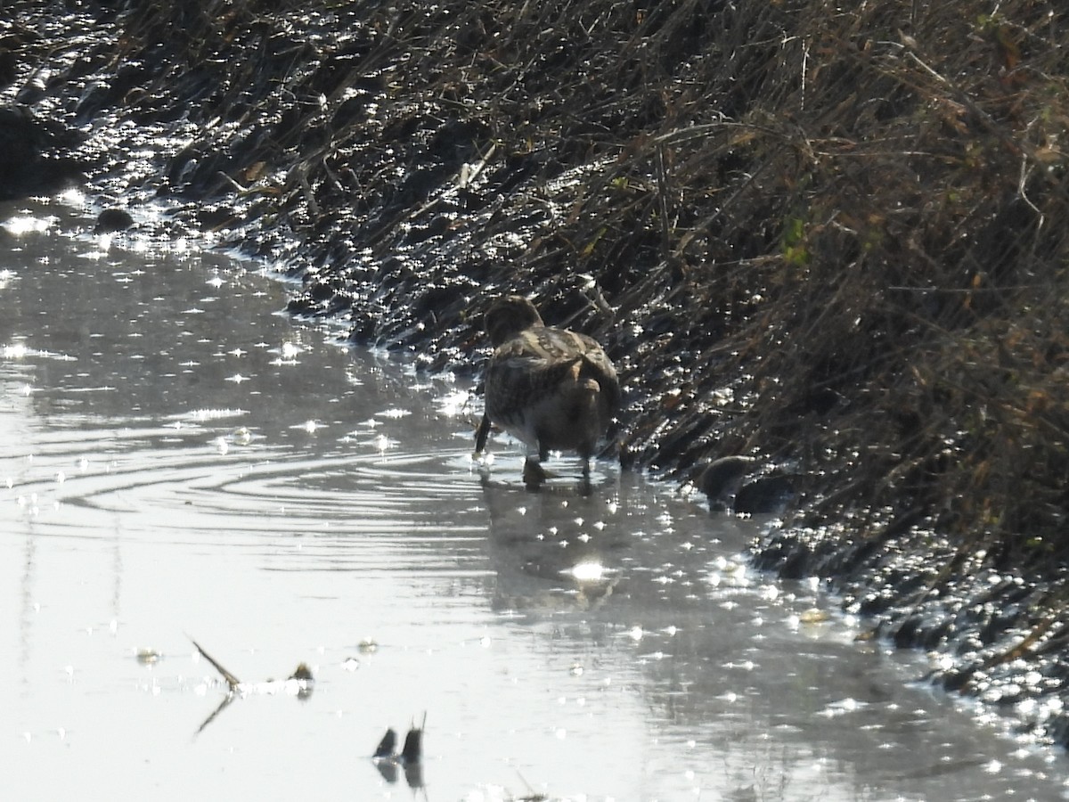 חרטומית ביצות - ML645382179