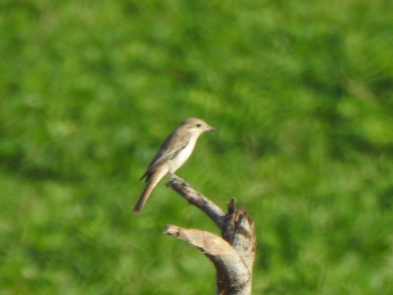 Alcaudón Isabel - ML645382184