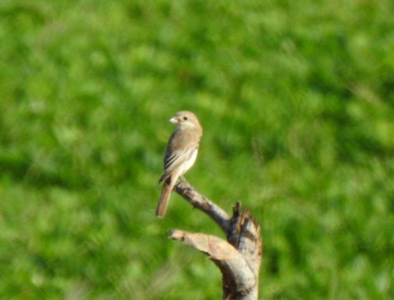 Alcaudón Isabel - ML645382185