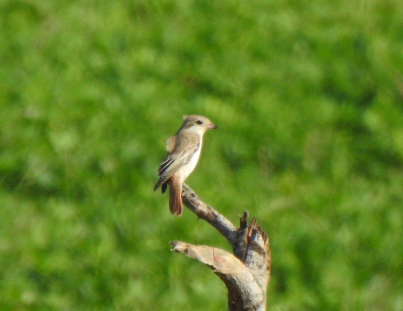 Alcaudón Isabel - ML645382186