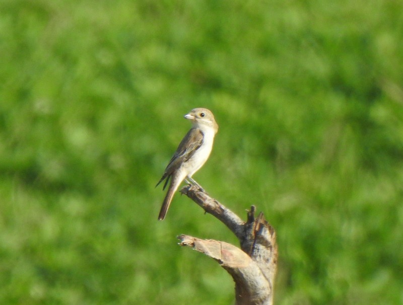 Alcaudón Isabel - ML645382187