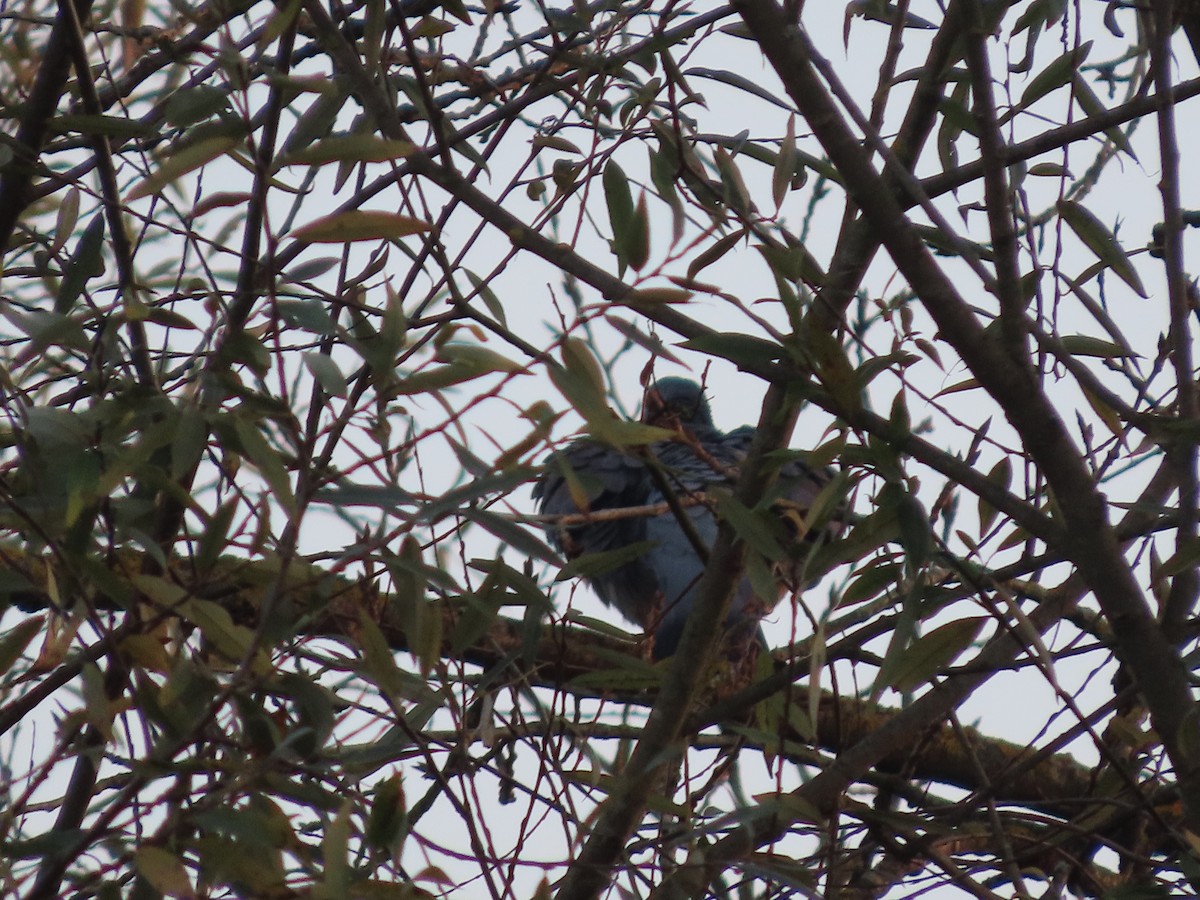 Common Wood-Pigeon - ML645382192