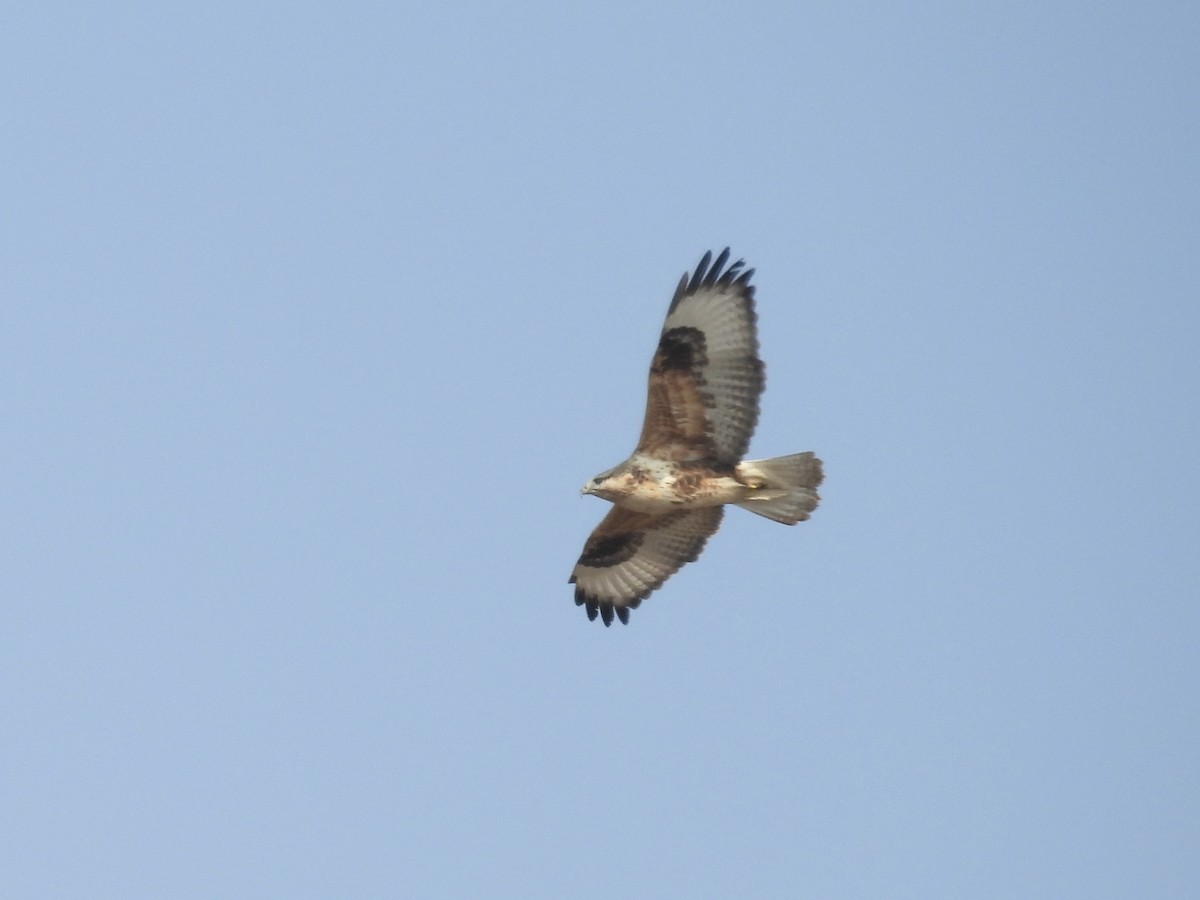 Upland Buzzard - ML645382195