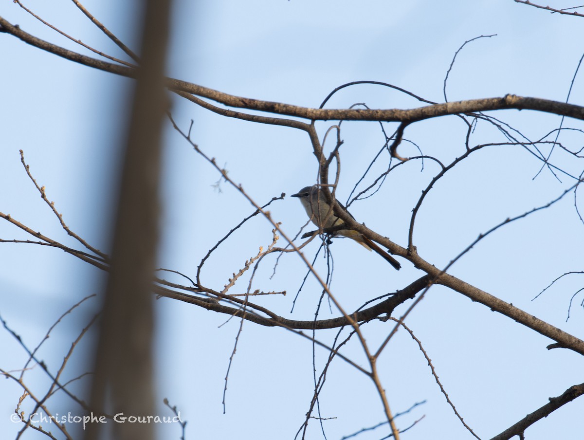 Small Minivet - ML645382217