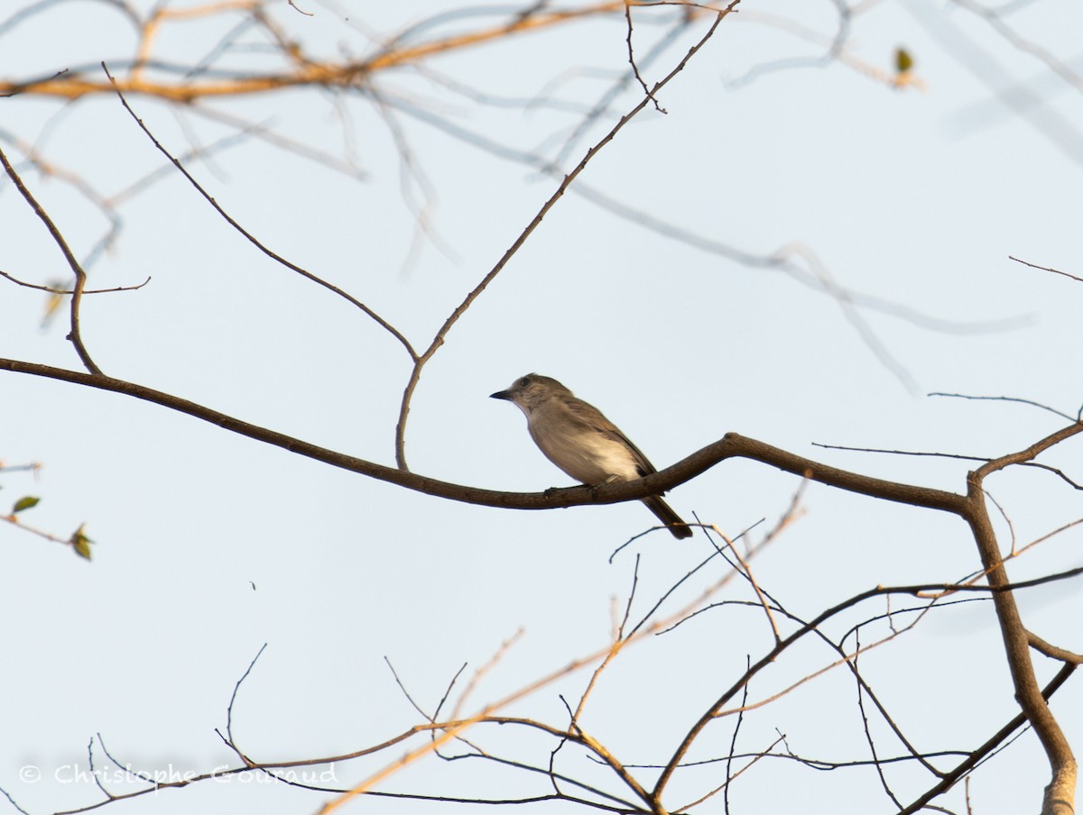 Mangrove Whistler - ML645382219