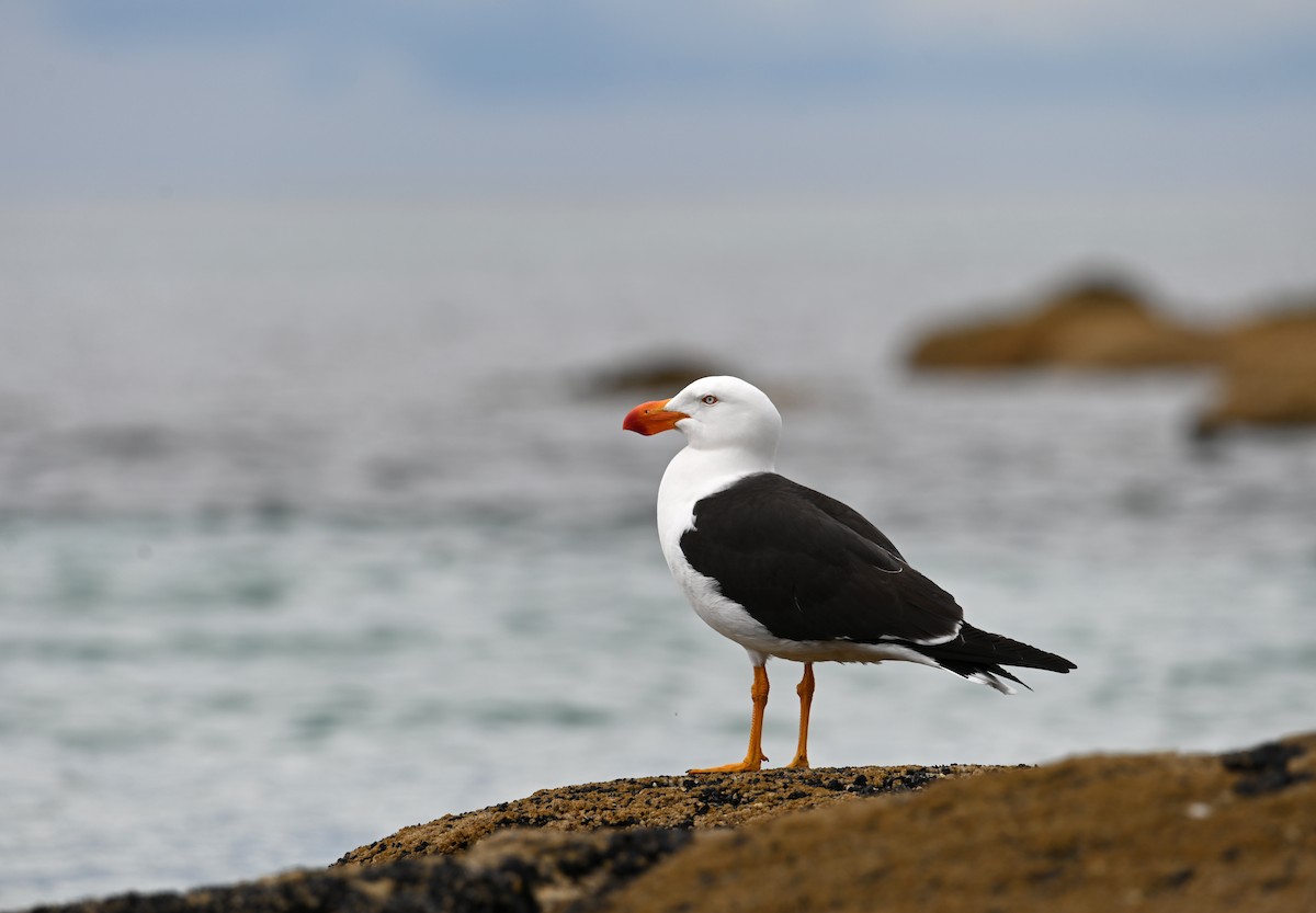 Pacific Gull - ML645382231