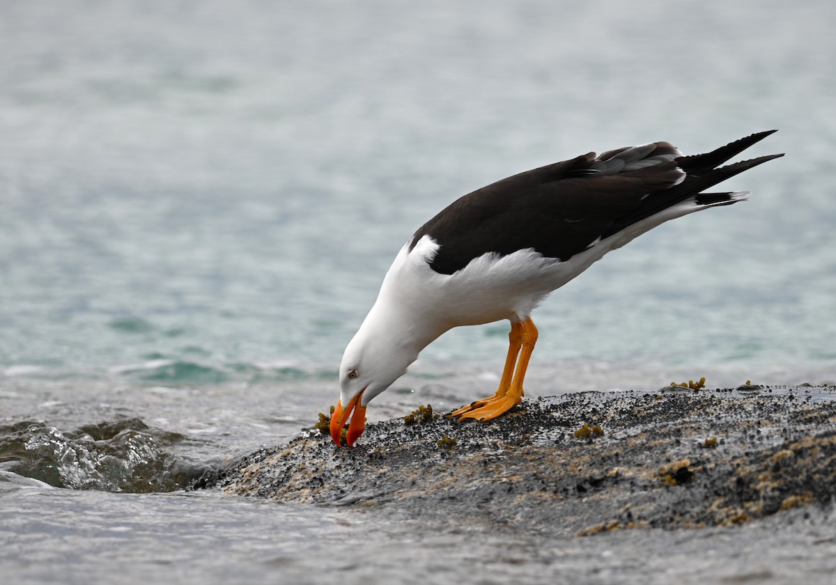 Pacific Gull - ML645382232