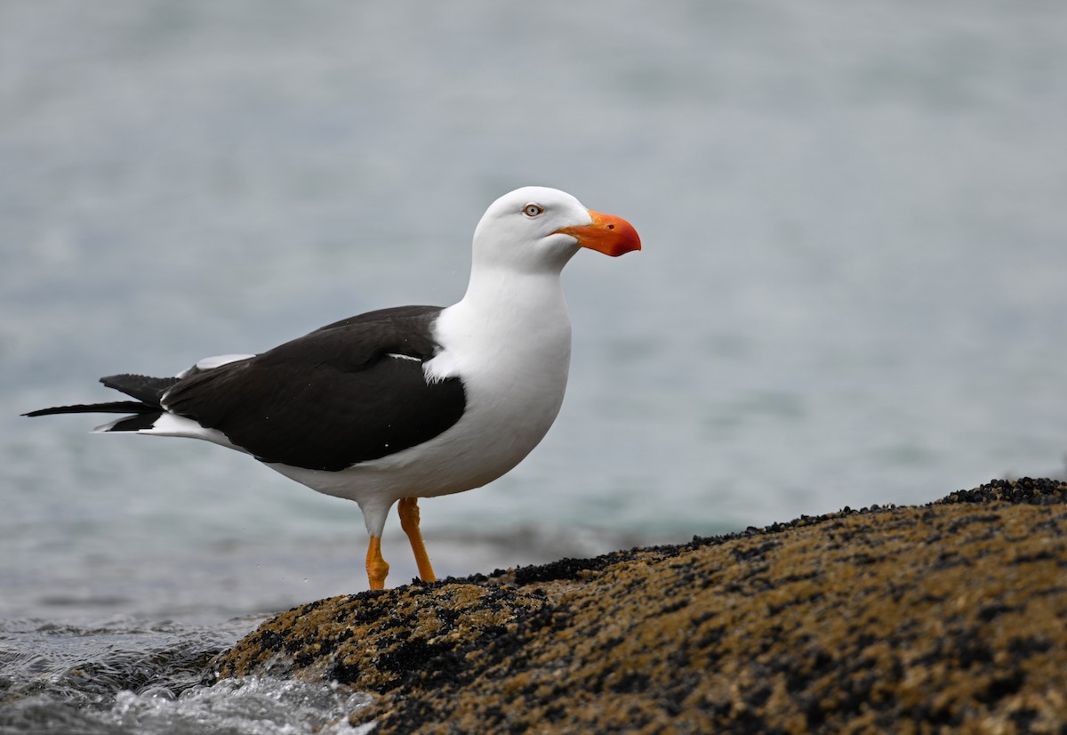 Pacific Gull - ML645382233