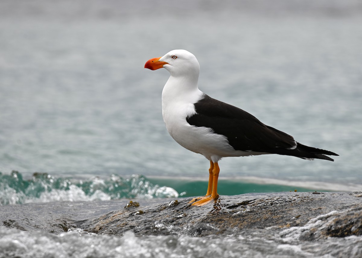Pacific Gull - ML645382234