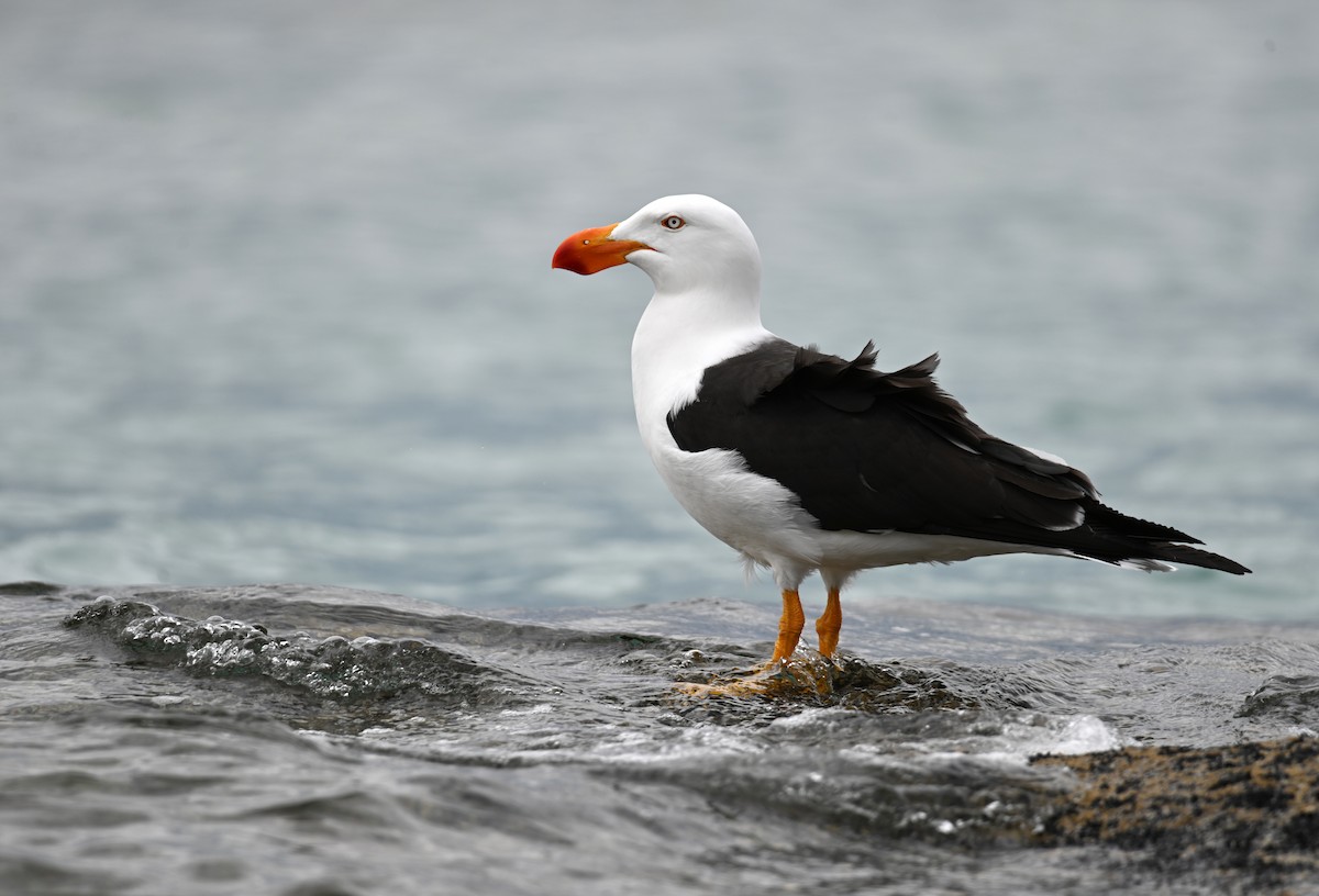 Pacific Gull - ML645382235