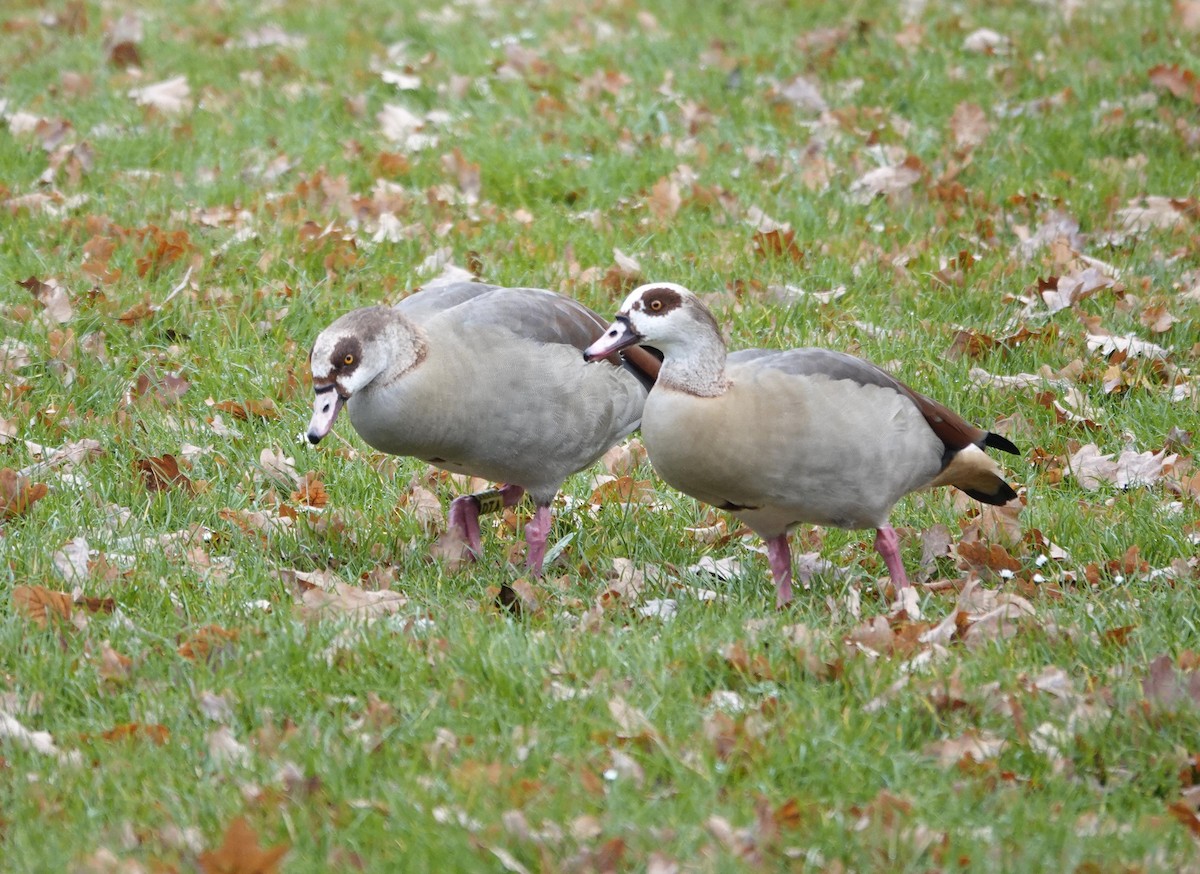 Egyptian Goose - ML645382236