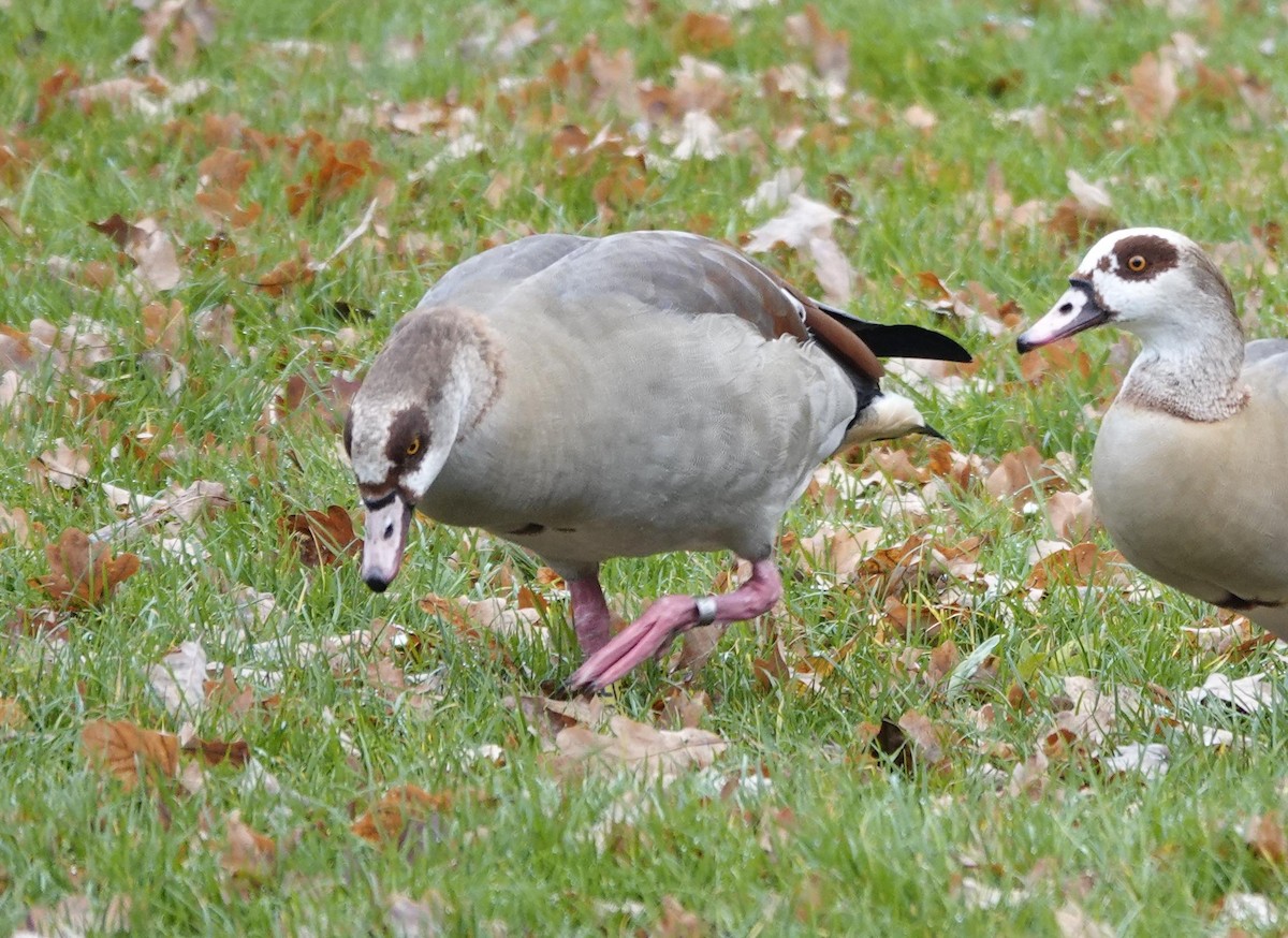 Egyptian Goose - ML645382237
