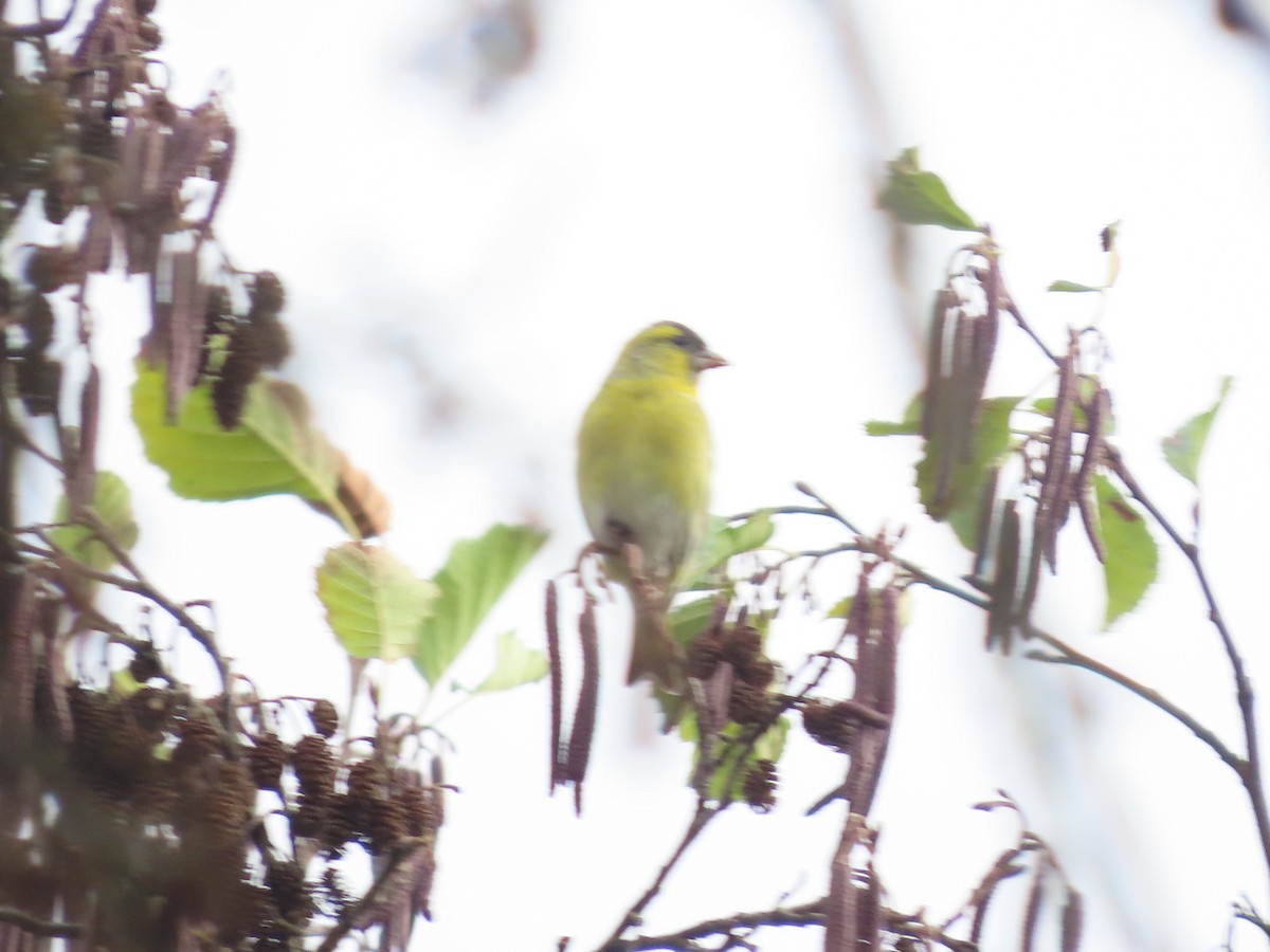 Eurasian Siskin - ML645382257