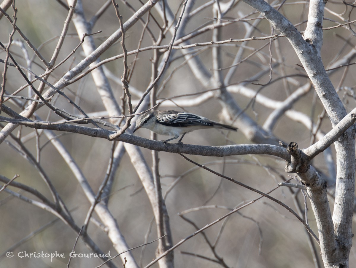 White-shouldered Triller - ML645382258