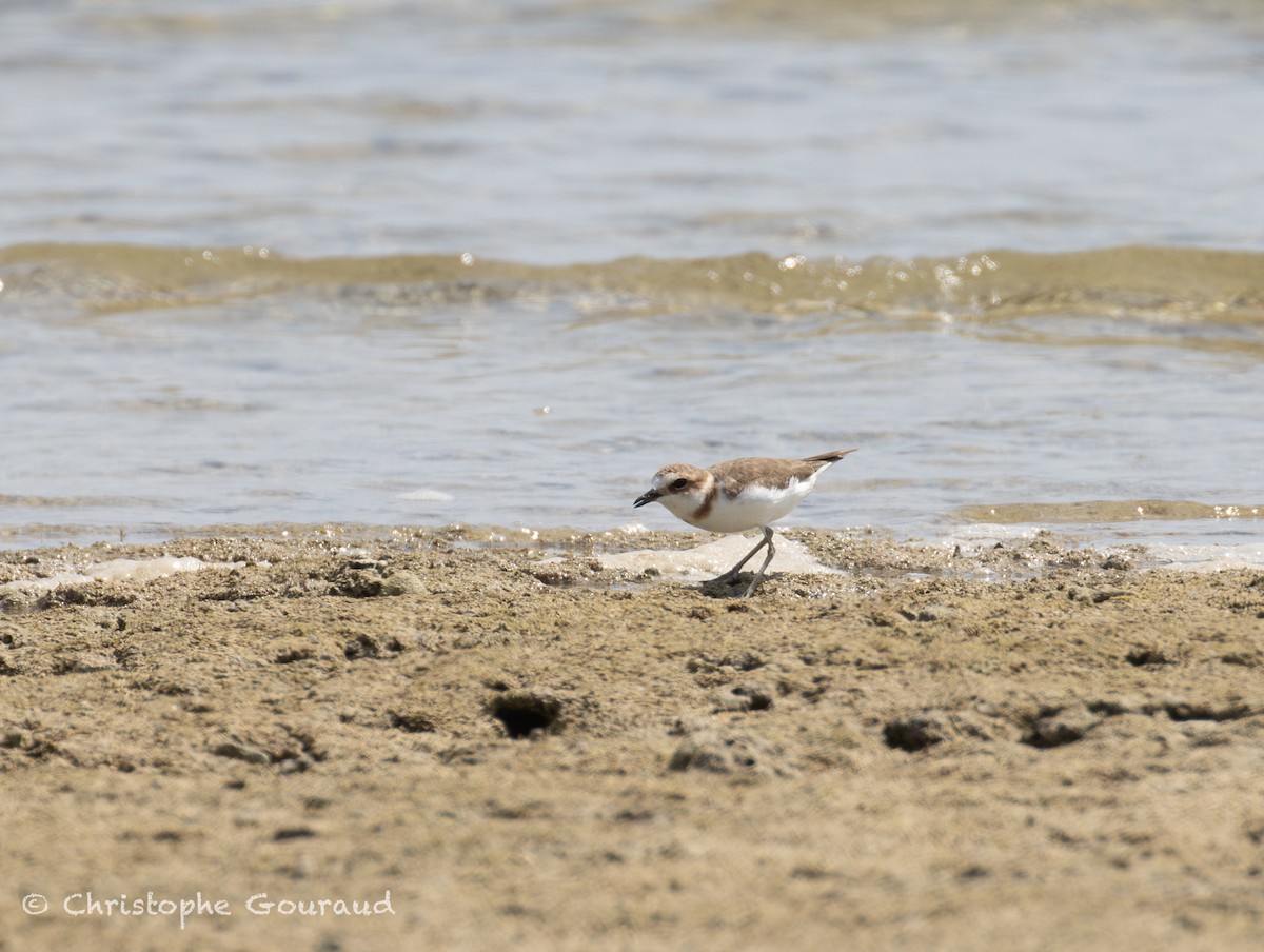 kulík jávský - ML645382276