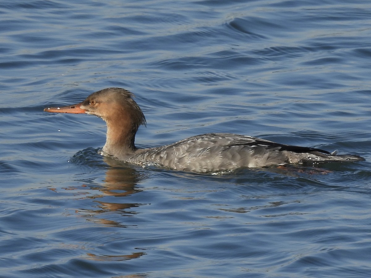 siland - ML645382277